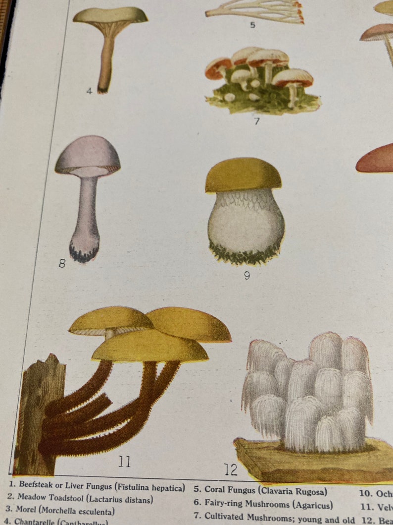 American edible mushrooms book page art 9 1/2 x 6 1/2. Vintage image removed from torn up book. image 3