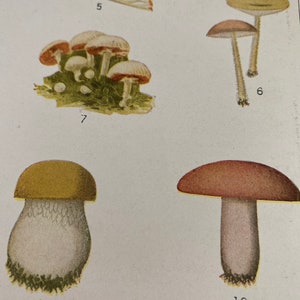 American edible mushrooms book page art 9 1/2 x 6 1/2. Vintage image removed from torn up book. image 2