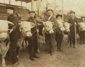 County Fair Showing Livestock Image