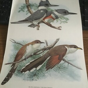 Vintage 1915 Bird Print: Belted Kingfisher & Cuckoos Illustration