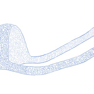 Puede incluir: Un dibujo de l&iacute;nea azul de un organismo unicelular con un n&uacute;cleo grande y redondo y dos flagelos largos y delgados.