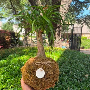 May include: A ponytail palm plant with a thick, textured trunk growing from a spherical moss ball. The moss ball is wrapped in thin twine and features a small, round white tag with text attached to the front, showcasing a natural aesthetic.