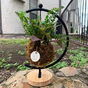 Live Kokedama Moss Ball with Hanging C-Stand - Pink Nerve Plant & Lemon Button Fern Combo - Handcrafted Indoor Houseplant Decor, Unique Gift