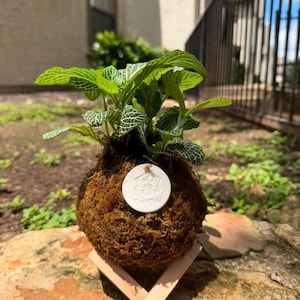 May include: A Fittonia plant with green leaves and white veins growing from a spherical moss ball. A small, round, white ceramic tag with a hexagonal logo and the text "TikiToke" is attached to the front of the moss ball, which rests on a wooden stand.