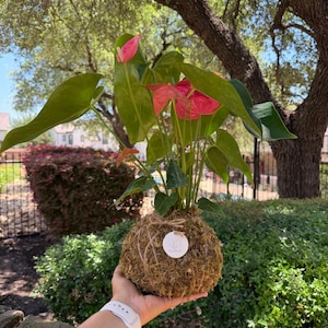 May include: An anthurium plant with vibrant pink spathes and large, deep green heart-shaped leaves. The root system is encased in a spherical moss ball wrapped in twine, featuring a small, circular white tag attached to the front.