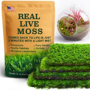 Live Moss for Glass Terrariums – Reptile Tank, Fairy Garden & Pot Topper Moss – Natural Moss for Eco Projects