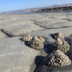 May include: A cluster of conical barnacles attached to a flat, grey, segmented rock surface. Each barnacle features a textured, greyish-brown base with a smooth, light-colored, pointed top, creating a stark contrast against the smooth stone.