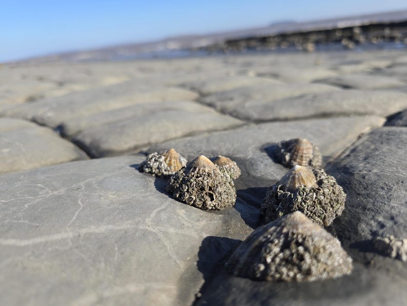 May include: A cluster of conical barnacles attached to a flat, grey, segmented rock surface. Each barnacle features a textured, greyish-brown base with a smooth, light-colored, pointed top, creating a stark contrast against the smooth stone.