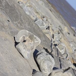 May include: A collection of grey, weathered stones resting on a sloped, rocky surface. One prominent stone features a visible, spiral-shaped fossil impression embedded within its textured, uneven surface, set against a distant water horizon.
