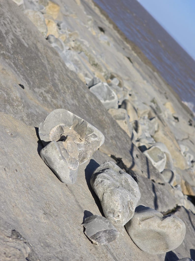 May include: A collection of grey, weathered stones resting on a sloped, rocky surface. One prominent stone features a visible, spiral-shaped fossil impression embedded within its textured, uneven surface, set against a distant water horizon.