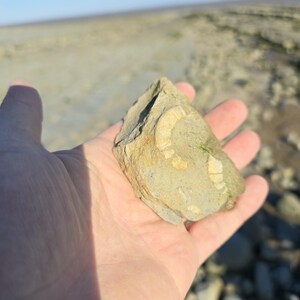 May include: A light tan, irregularly shaped rock fragment featuring a curved, fossilized impression on its surface. The fossil exhibits a segmented, shell-like structure embedded within the stone, showing natural textures and earthy tones.