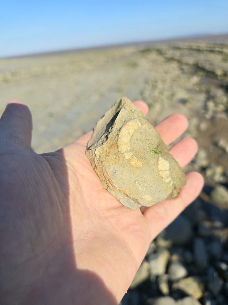 May include: A light tan, irregularly shaped rock fragment featuring a curved, fossilized impression on its surface. The fossil exhibits a segmented, shell-like structure embedded within the stone, showing natural textures and earthy tones.
