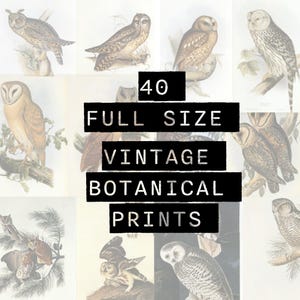 May include: A collection of 40 full-size vintage botanical prints featuring various owl illustrations. The prints showcase detailed drawings of owls in different poses, with a variety of colors and textures. The text on the image reads "40 FULL SIZE VINTAGE BOTANICAL PRINTS."