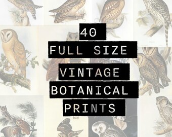 Printable Junk Journal Pages, Vintage Owl Botanicals, 40 Digital Bird Prints, Antique Nature Journaling Kit, Scrapbooking Ephemera PDF