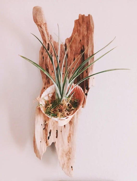 流木 プラントハンガー