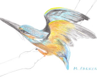 Colibrí - Descarga digital