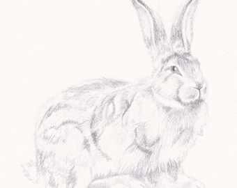 Sitting Rabbit