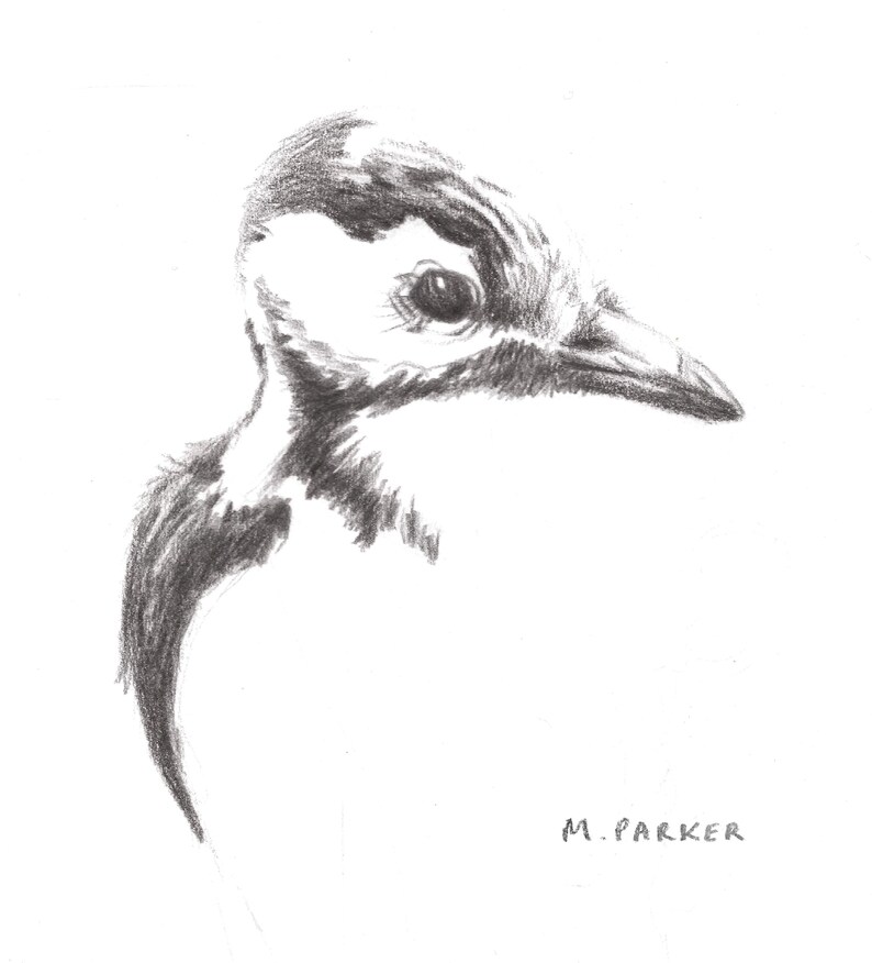 May include: A black and white pencil drawing of a bird's head, with a long beak and a large eye. The drawing is signed "M. PARKER" in the bottom right corner.
