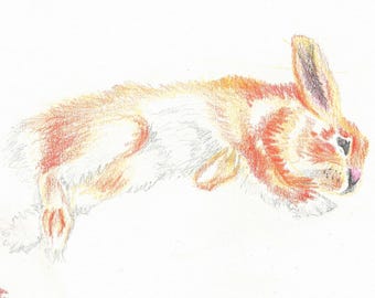 Resting Rabbit