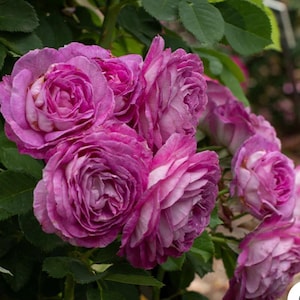 Rosal trepador CL Lavender Crush - Planta de inicio viva