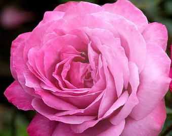 ¡Arbusto de rosa híbrido T de variedad antigua a raíz desnuda! ¡Planta joven viva!
