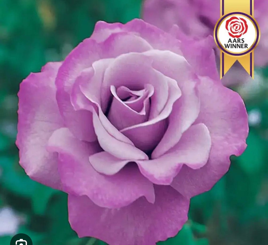 Angel Face Rose* bush