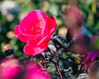 Arbusto de rosas Pink Miracle: planta de inicio viva
