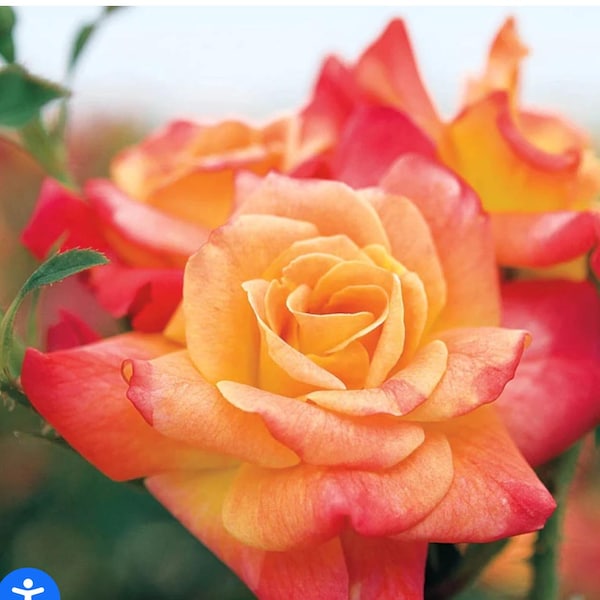 CL Joseph Coat Rose Bush Bare Root Climber! Live Starter Plant!!