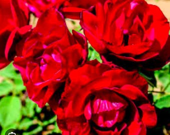 Rosa trepadora CL Blaze - Planta de inicio viva