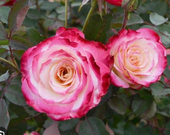 ¡Arbusto de rosa blanca floribunda de raíz desnuda! ¡Planta joven viva!