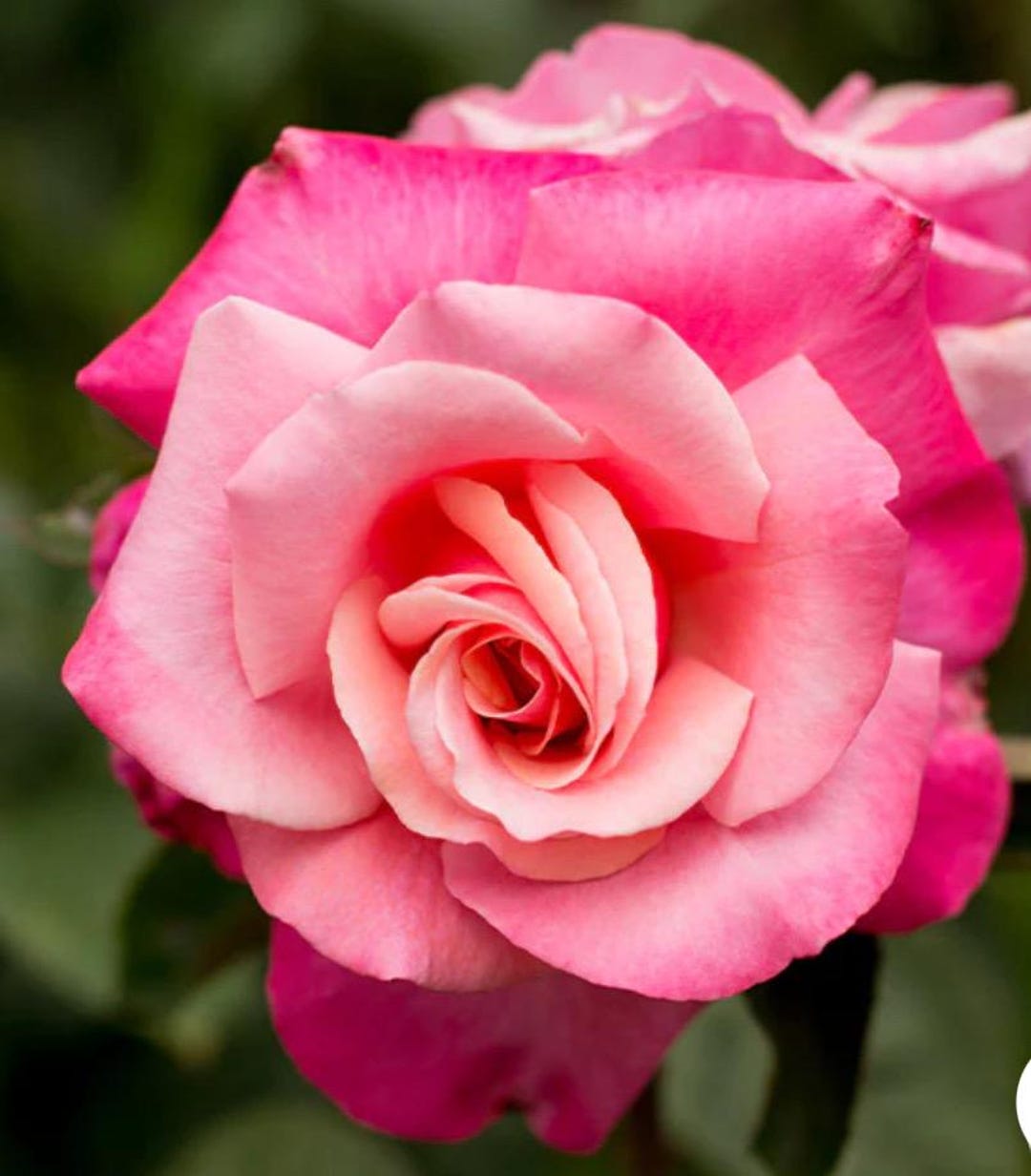 Live Rse First Prize Rose Bush - Live Starter Plant Hybrid T - Etsy