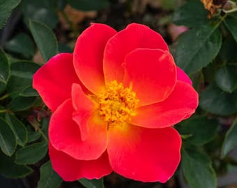 ¡Rosa Coral Miracle a raíz desnuda! ¡Planta joven viva!