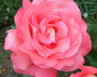 Rosal grandiflora WAIHEKE - Planta de inicio viva