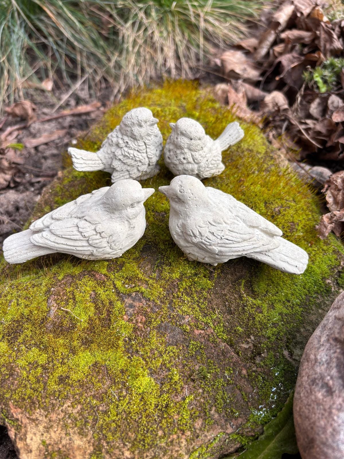 Zebra Finches Interacting on Mossy Rock · Free Stock Photo, image size:1200x1600