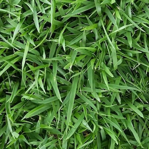 Frische 1000 Samen Zoysia Grassamen koreanisches Gras - Zoysia japonica Dürre-Toleranter Warmzeit-Rasen dichtes, pflegeleichtes Rasengras