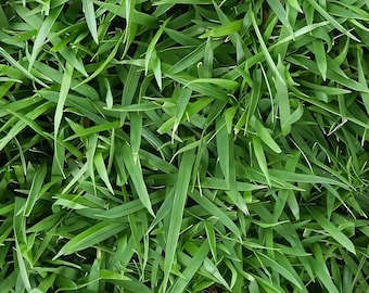 Semillas de césped Zoysia (1000 unidades): Zoysia japonica coreana, césped resistente a la sequía