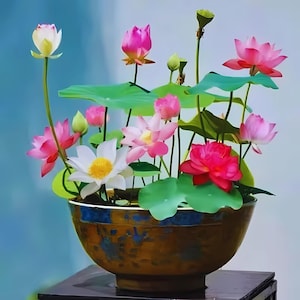 Fresh 15 Pcs Germinated Lotus Seeds, Ready to Plant - Mixed Color Bonsai Bowl Lotus for Indoor & Outdoor Aquatic Gardens