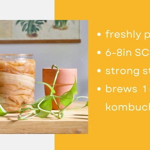 Op de afbeelding: Twee glazen potten gevuld met kombucha, een met een SCOBY. De afbeelding bevat ook een kleine terracotta pot met een groene plant en tekst die luidt: vers verpakt, 15-20 cm SCOBY, sterke startthee, brouwt 3,8 liter kombucha.