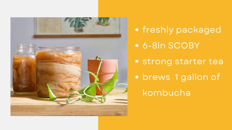 Op de afbeelding: Twee glazen potten gevuld met kombucha, een met een SCOBY. De afbeelding bevat ook een kleine terracotta pot met een groene plant en tekst die luidt: vers verpakt, 15-20 cm SCOBY, sterke startthee, brouwt 3,8 liter kombucha.