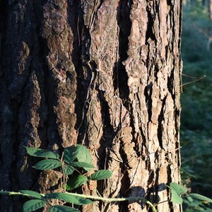 Tree Bark