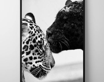 Impression d'art léopard et panthère noire : photographie animalière (téléchargement numérique)
