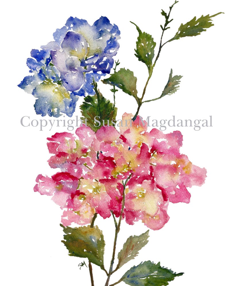 Hydrangea Watercolor, Fine Art Print, Watercolor Flowers, Hydrangeas, 8x10, 11x14 image 2