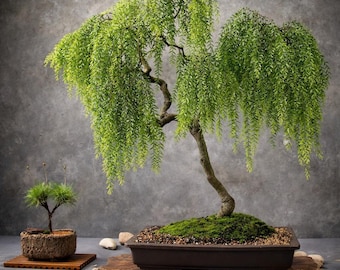 Live Dwarf Australian Weeping Willow Bonsai Tree - Fast Growing,  Indoor/outdoor - Etsy