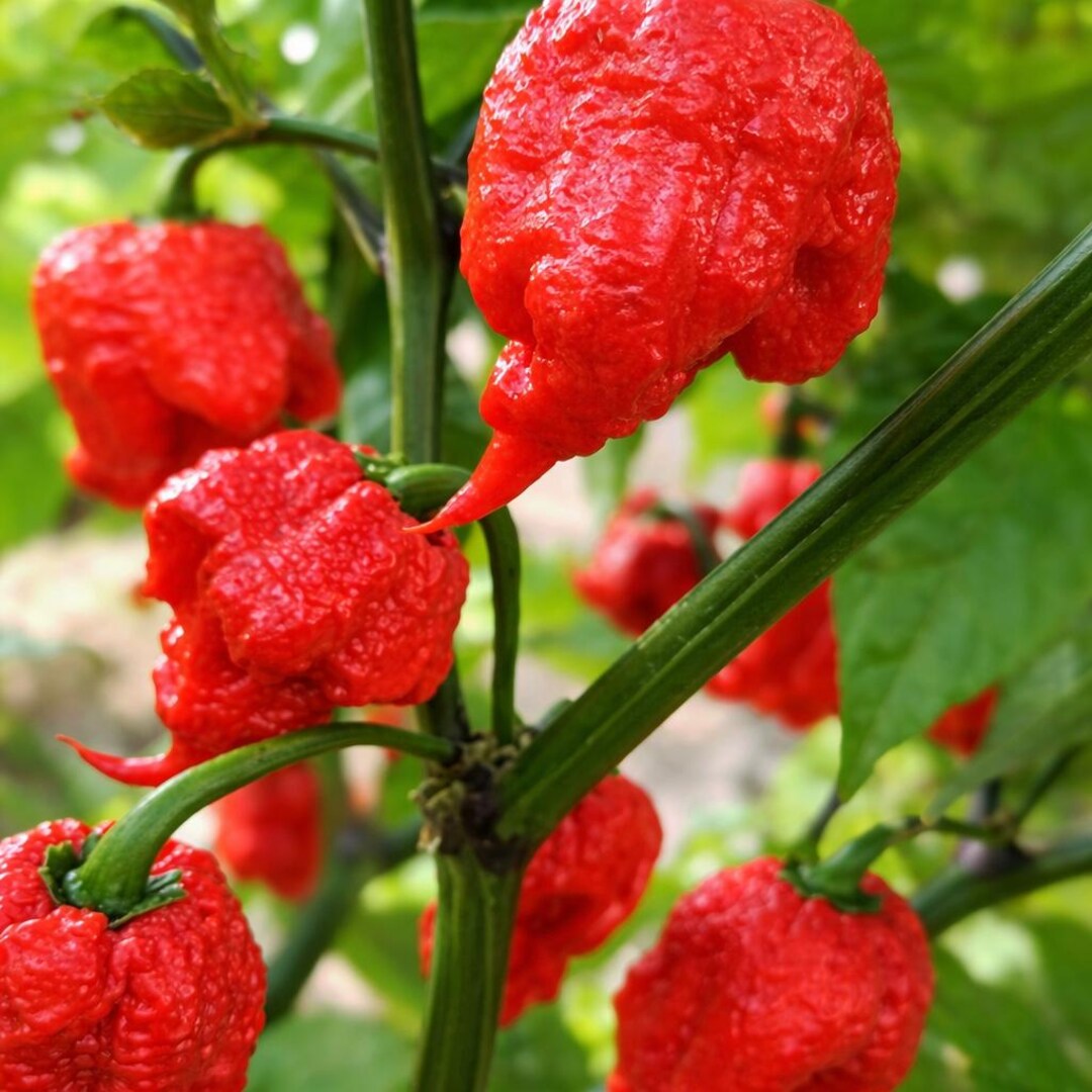 50 Ghost Pepper Seeds Bhut Jolokia – Over 1,000,000 SHU Non-gmo ...