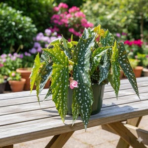 May include: A potted Begonia maculata plant with large, green leaves speckled with white spots. The plant has a few small, pink flowers and is set on a wooden table. The background features a garden with other plants and flowers.