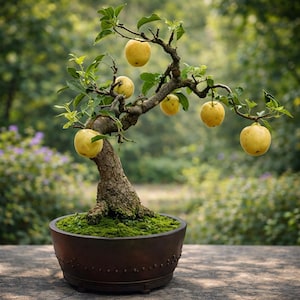 Bonsai Pear - Etsy