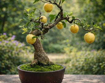 bonsai pflanzset Bonsai-Anzuchtset Kiefer – Mediterraner Bonsai Starter-Set – Wurzelbox main image 0