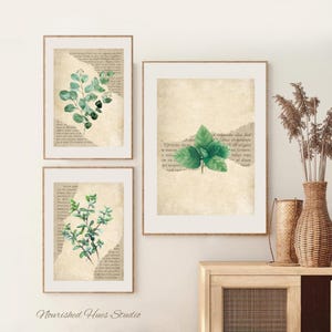Stampe artistiche di erbe vintage – Set di 3 download digitali / Decorazione da parete per la cucina / Decorazione per la casa boho e rustica
