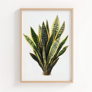 Sansevieria Botanical Art Print, Snake Plant Illustration, Tropical Houseplants Digital Download, Urban Jungle Decor, Printable Wall Art