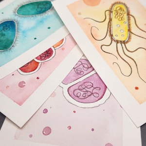 Può includere: Dipinti ad acquerello di cellule batteriche in vari colori. L'opera presenta illustrazioni dettagliate delle cellule con diverse forme e strutture interne. La tavolozza dei colori comprende sfumature di blu, arancione, rosa e viola, con sottili contorni neri.